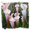 North American Pitcher Plant II.