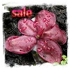 Special Offer of Carnivorous Plants &amp; Seeds
