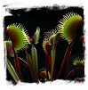 Venus Flytraps II.