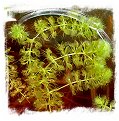 Aldrovanda vesiculosa {Botswana, Africa} / 5 plants