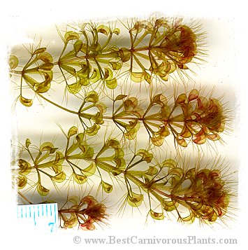 Aldrovanda vesiculosa {Darwin, N. Australia} / 5+ plants
