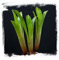 Brocchinia reducta {France strain, clone # 1, 2} / 1+ plants, 5-10 cm