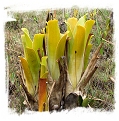 Brocchinia hechtioides {Mantapai, under Sororopan Tepui, Venezuela} / 1+ plants, size 5-15 cm