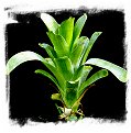 Brocchinia hechtioides {Gran Sabana, Venezuela} / 5-10 cm