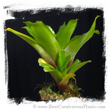 Brocchinia tatei {Cerro Duida, Venezuela} / 5-15 cm
