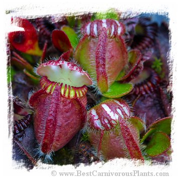 Cephalotus follicularis {mix of clones, small plantlets} / 2+ juvenile plantlets, size 1-2 cm