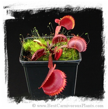 Dionaea muscipula 'Red Sawtooth / 2+ plants