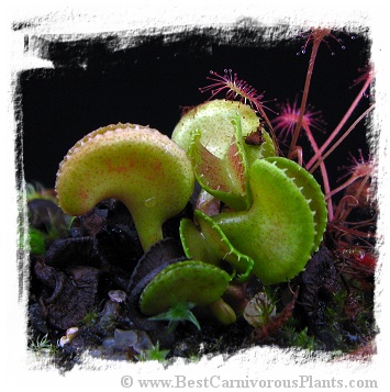 Dionaea muscipula 'CUDO' / 2+ plants