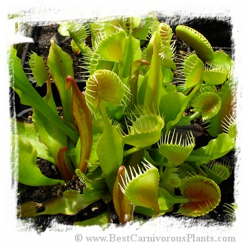 Dionaea muscipula 'Cupped Trap' / 3+ plants