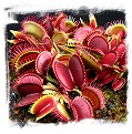 Dionaea muscipula 'Red Purple' / 3+ plants