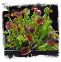 Dionaea muscipula  'BCP Red Bull' / 2+ plants