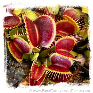 Dionaea muscipula 'B52 Giant' / 3+ plants