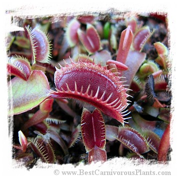 Dionaea muscipula (all red-short tooth): Clone BCP 16-02 / 2+ plants