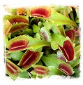 Dionaea muscipula (sawtooth): Clone BCP 21-13 / 2+ plant