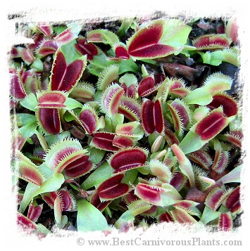 Dionaea muscipula (sawtooth): Clone BCP 21-05 / 2+ plant