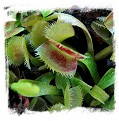 Dionaea muscipula (pygmy): Clone BCP 23-01 / 2+ plants