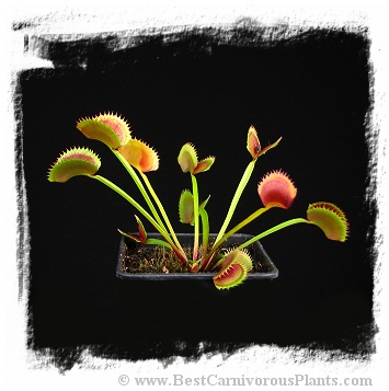 Dionaea muscipula 'Dentate Traps'  / 2+ plants