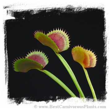 Dionaea muscipula 'Dentate Traps'  / 2+ plants