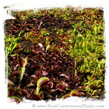 Dionaea muscipula {MIXED forms - 20 seedlings}