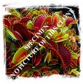 Dionaea muscipula {Carolina Beach State Park, North Carolina, USA} (6s) 