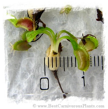 Dionaea muscipula {Different Forms Mix} / 500+ plants, size 1-4 cm