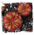 Drosera spec. Pretty Rosette {South Africa} (20s)