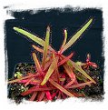 Drosera adelae {Giant} / 2+ plants
