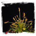 Drosera affinis {Namibia} / 2+ plants