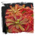 Drosera aliciae / 2+ plants