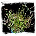 Drosera binata f. multifida / 2+ plants