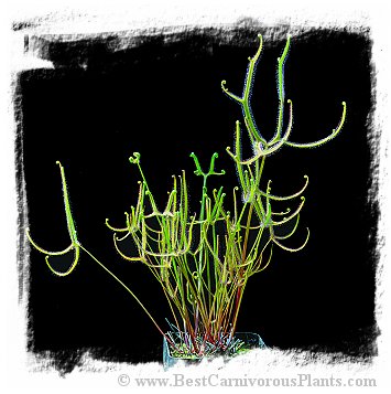 Drosera binata var. dichotoma f. extrema {Giant Plant} / 3+ plants