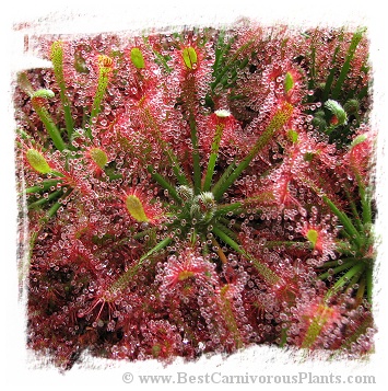 Drosera caledonica / 2+ plants