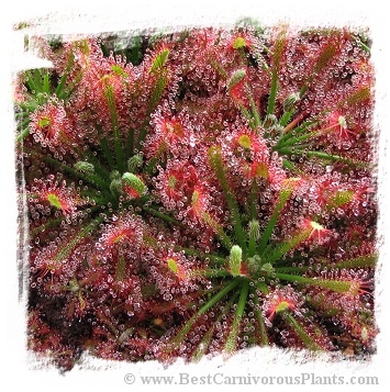 Drosera caledonica / 2+ plants