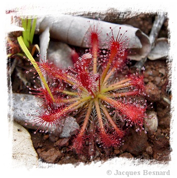 Drosera caledonica / 2+ plants