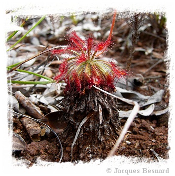 Drosera caledonica / 2+ plants