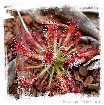 Drosera caledonica / 2+ plants