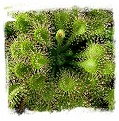Drosera capillaris var. alba {Florida Panhandle, USA} / 2+ plants