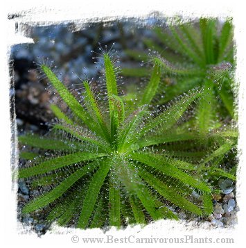 Drosera cistiflora / 3+ dormant roots or plants