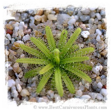 Drosera cistiflora / 3+ dormant roots or plants