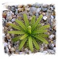 Drosera cistiflora {Salmon Flower, Cederberg, RSA} (10s)