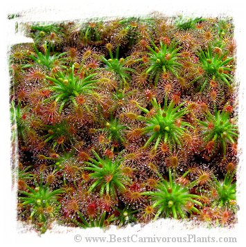 Drosera enodes {Scott River} / 4+ plants