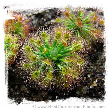 Drosera enodes {Small Form} / 4+ plants