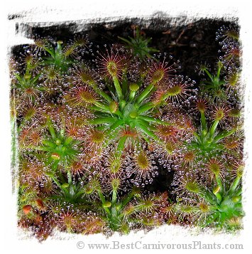 Drosera enodes {Small Form} / 4+ plants