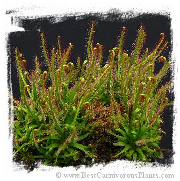 Drosera filiformis {Pine Barrens, New Jersey, USA} (50s) 