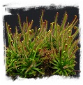 Drosera filiformis {Plymouth,  Massachusetts, USA} / 2+ plants
