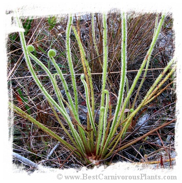 Drosera filiformis var. tracyi {Appalachicola area, Florida, USA} / 2+ plants