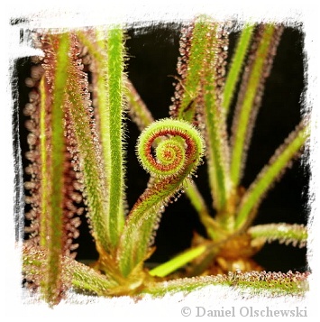 Drosera spiralis / 1 plant
