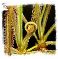 Drosera spiralis / 1 plant