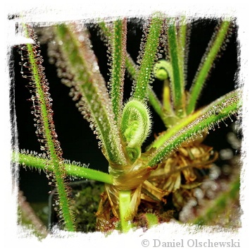 Drosera spiralis / 1 plant