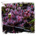 Drosera intermedia {temperate form, Southern Bohemia, Czech Republic} (30s)